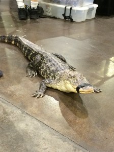 An alligator on the loose at Terror Con.